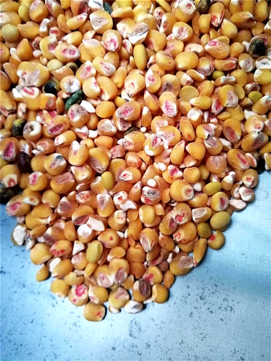 去蝴蝶视频APP下载污污污药种子包衣外皮去皮机 去蝴蝶视频APP下载污污污药种子包衣外皮去皮机